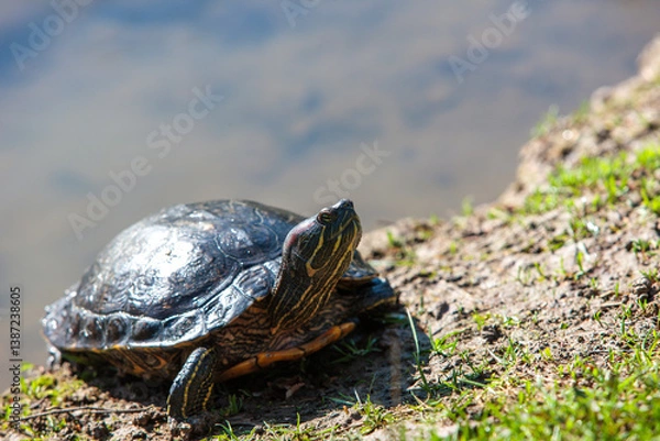 Obraz turtle on the grass