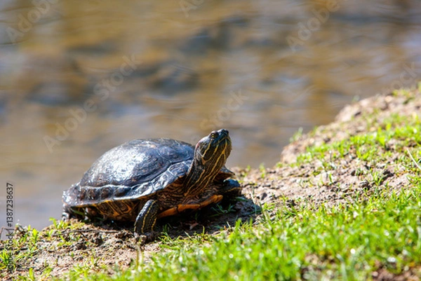 Obraz turtle on the grass