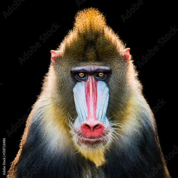 Fototapeta Mandrill IX