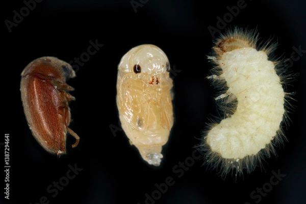 Obraz Developmental stages of Tobacco beetle, Lasioderma serricorne, from left adult insect, pupa and larva.