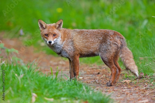 Obraz REGARD de RENARD