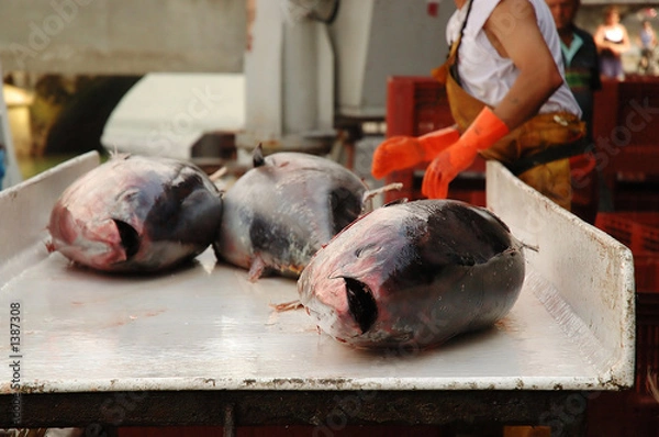 Obraz pêche au thon