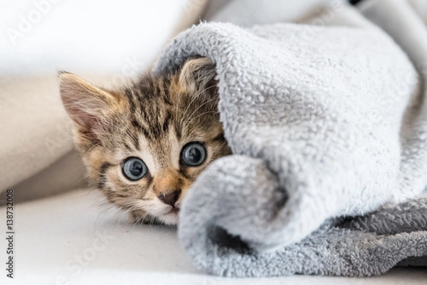 Obraz mały kotek pod kocem