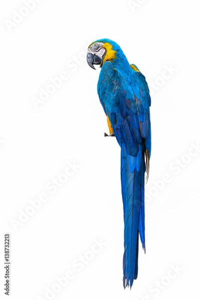 Fototapeta Blue and yellow macaw, beautiful bird isolated with white background.