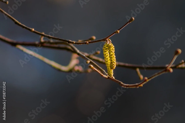 Obraz Early Spring Hassel