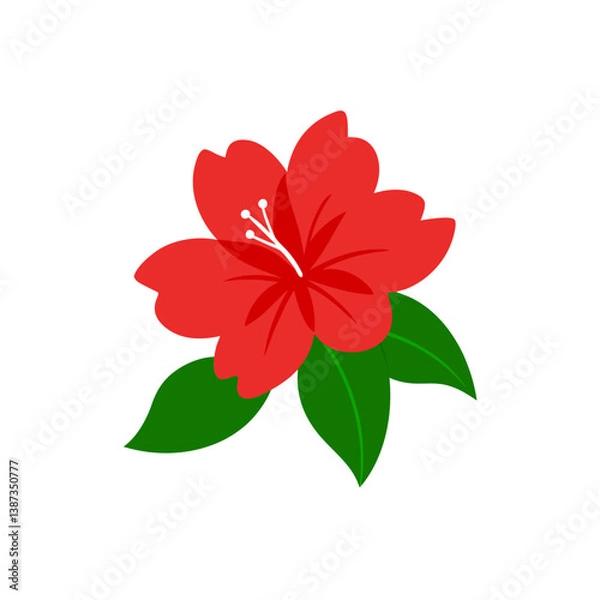 Obraz red flower isolated on white