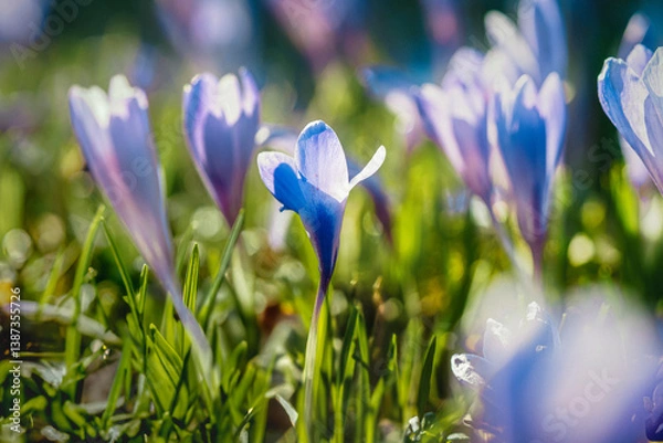 Obraz Soft focus purple crocuses bloom in a dreamy, sunlit springtime meadow