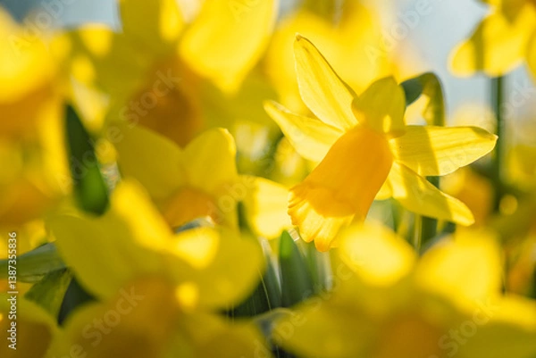 Obraz Close-up Yellow Daffodils in Sunlight