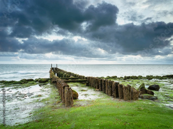Fototapeta Two rows of groynes protruding into the north sea. The oak poles are covered with green algae