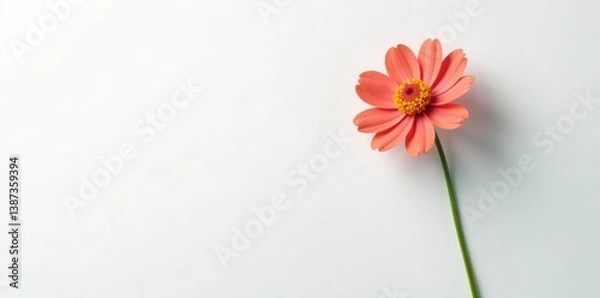 Obraz Single flower with long stem on a white background, flowers, stem