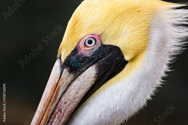 Fototapeta A Pelican Profile