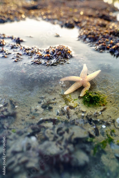 Obraz Walking starfish in mussel banks in seawater along breakwater at coast