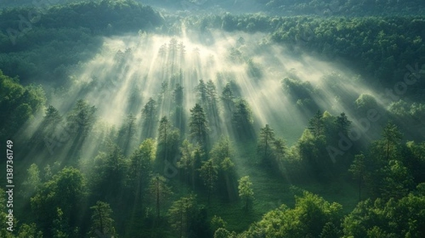 Fototapeta Sunbeams illuminating misty forest from above.