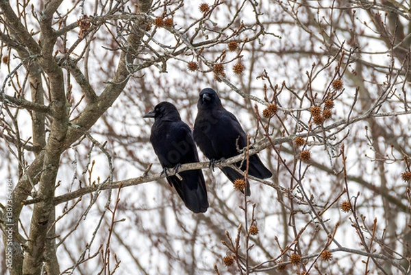 Obraz crow on a tree