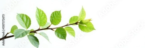 Fototapeta A small, delicate branch isolated on a white background, greenery, forest