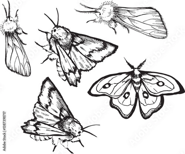 Fototapeta Set Witch item Halloween Clip art Line drawing outline gothic moth dark butterfly contour Hand drawn illustration graphic design element Occult Symbol graphic animal bug Insect sketch ink grunge spots