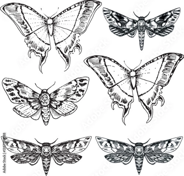 Fototapeta Set Witch item Halloween Clip art Line drawing outline gothic moth dark butterfly contour Hand drawn illustration graphic design element Occult Symbol graphic animal bug Insect sketch ink grunge spots