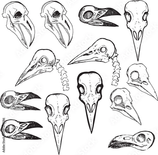 Fototapeta Set Halloween Clip art Sketch llustration deceased animal head Ink Line drawing comics style coloring Modern minimalist print design element dead bird skull contour spooky death symbol outline occult