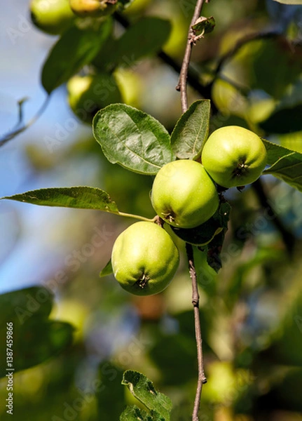 Fototapeta three green apples ripening on a tree branch