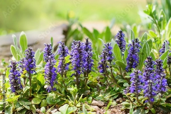 Fototapeta Ajuga, Bugleherb or Bugleweed (Ajuga reptans) in the spring garden