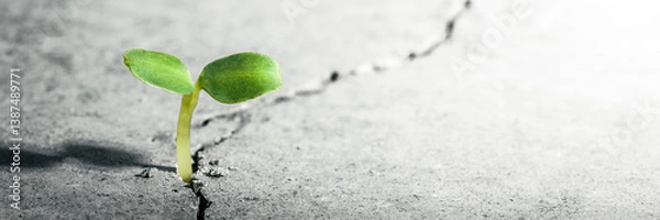 Obraz Small Green Plant Growing Out Of Crack In Concrete - Perseverance Concept