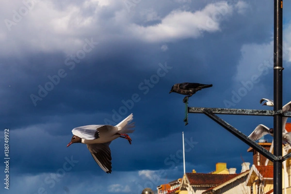 Obraz Seagull and friends