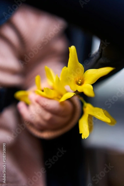 Obraz A small child’s hand gently holds bright yellow spring flowers, capturing a tender moment of innocence, warmth, and natural beauty in early bloom.