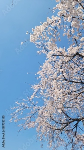 Obraz snow covered tree