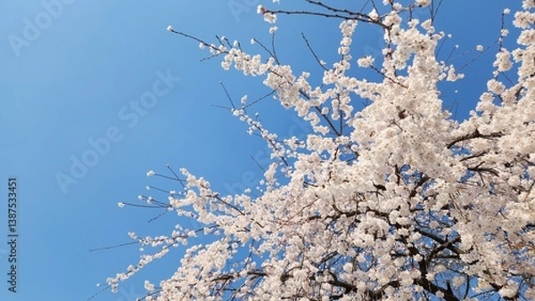 Obraz snow covered branches