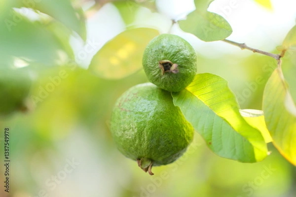 Fototapeta Guava fruit - Fresh guava fruit on a tree ready for harvest, close up guava fruit