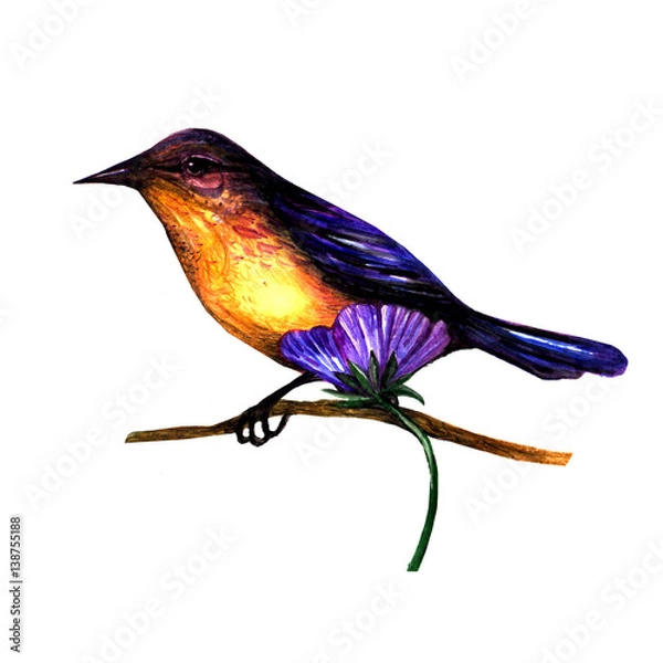 Obraz isolated watercolor bird