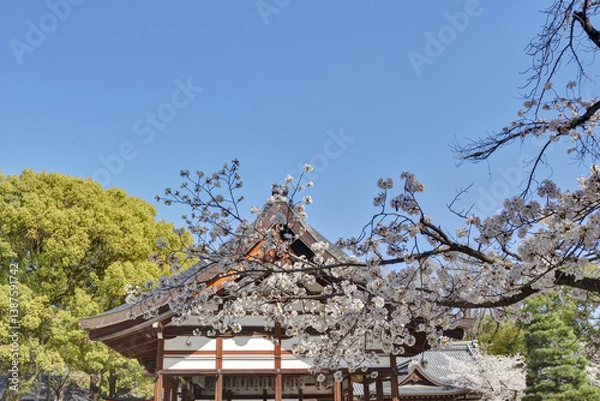 Obraz 藤森神社の桜