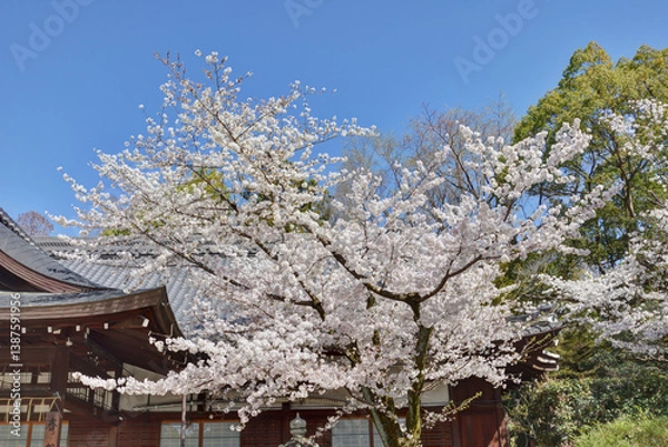 Obraz 藤森神社の桜