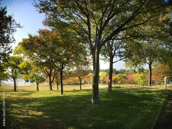 Obraz 森林浴/ゴルフや散歩をしたくなるような晴れ晴れとした日の森・林。水辺がありリラックス感たっぷりの風景