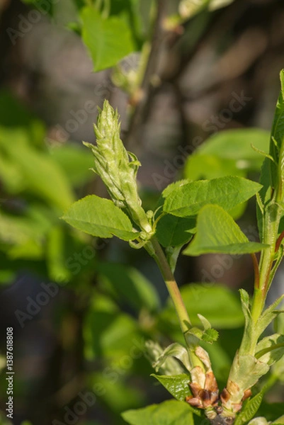 Obraz Jelly cherry (Prunus padus).