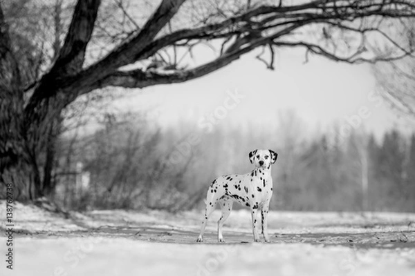Obraz under the tree BW