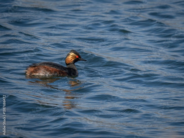Obraz Black Necked Grebe Summer Plumage