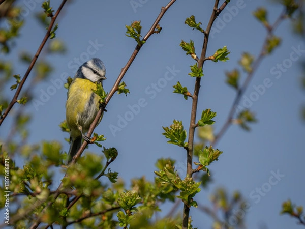 Fototapeta Perched Bluetit Bird on a Sping Branch