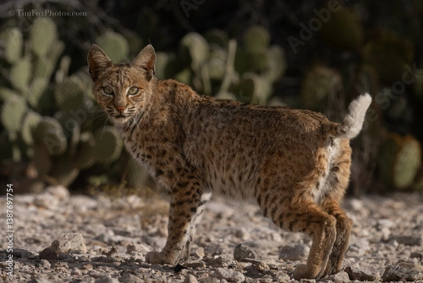 Obraz Bobcat portrait