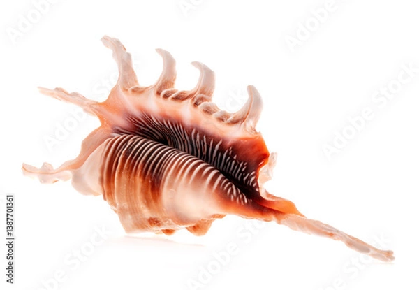 Fototapeta Lambis scorpio sea shells isolated on white background. Orange Scorpion Conch Shell, Spider Conch seashell