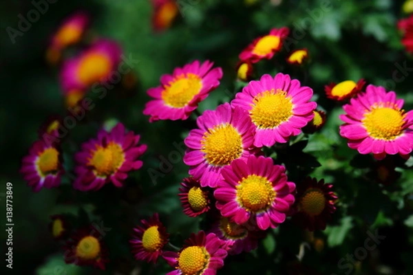 Fototapeta 菊の花