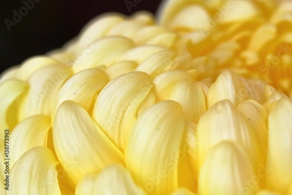 Fototapeta 菊の花