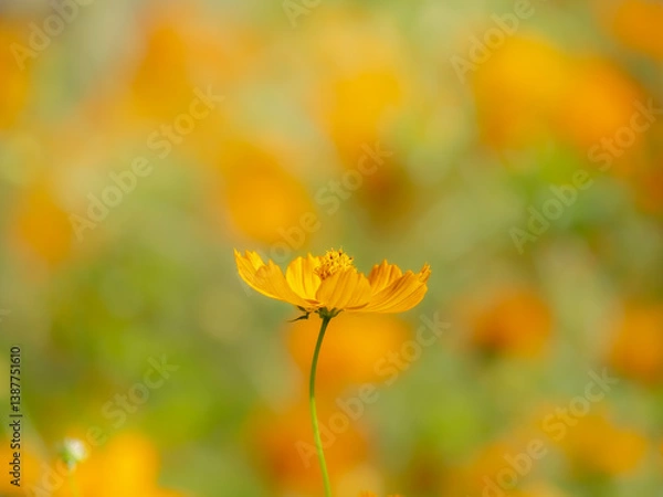 Fototapeta 秋の公園や花壇を彩るコスモス（キバナコスモス）のある風景。背景。自然風景素材。