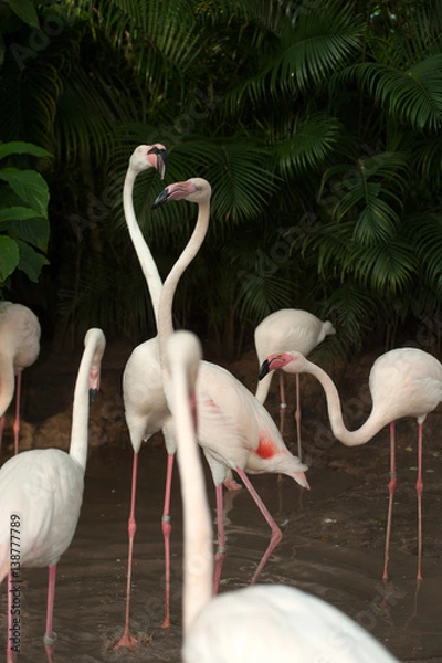 Fototapeta Pink flamingo child in zoo Thailand.