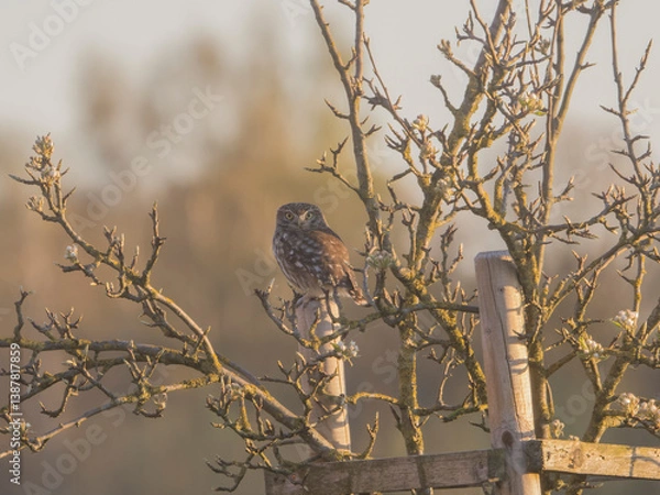Obraz sparrow on a branch