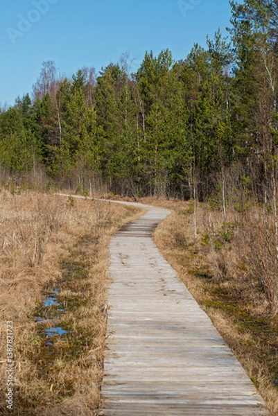 Fototapeta A wooden boardwalk winds through a field of reeds, leading through a peaceful wetland landscape in the spring sunshine.