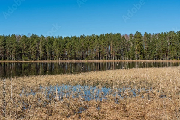 Fototapeta A narrow wooden boardwalk winds along the lakeshore through leafless birch trees, leading to a quiet bench with a view of the calm water and forest beyond.