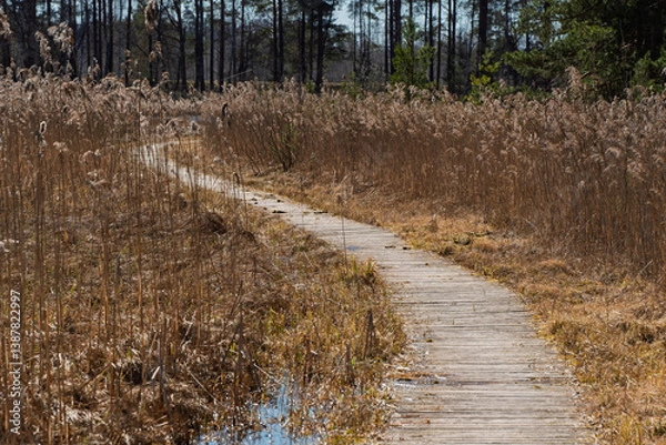 Fototapeta A wooden boardwalk winds through a field of reeds, leading through a peaceful wetland landscape in the spring sunshine.