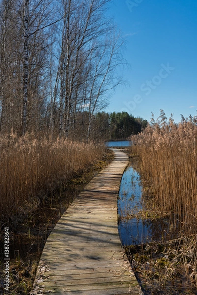 Fototapeta A wooden boardwalk winds along the edge of the lake, framed by bare birch trees and tall reeds under the bright spring sunlight and clear blue sky.