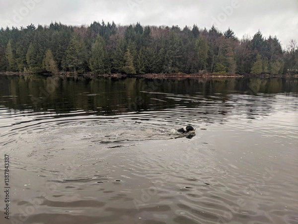 Fototapeta Serene natural scenery of a calm lake bordered by spring forests with a Border Collie dog swimming on a cloudy day. Perfect for concepts of tranquility, outdoor recreation, and nature's beauty.